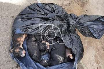 Macabro hallazgo de 9 cachorros muertos en el interior de un cubo de la basura en Telde/TA.